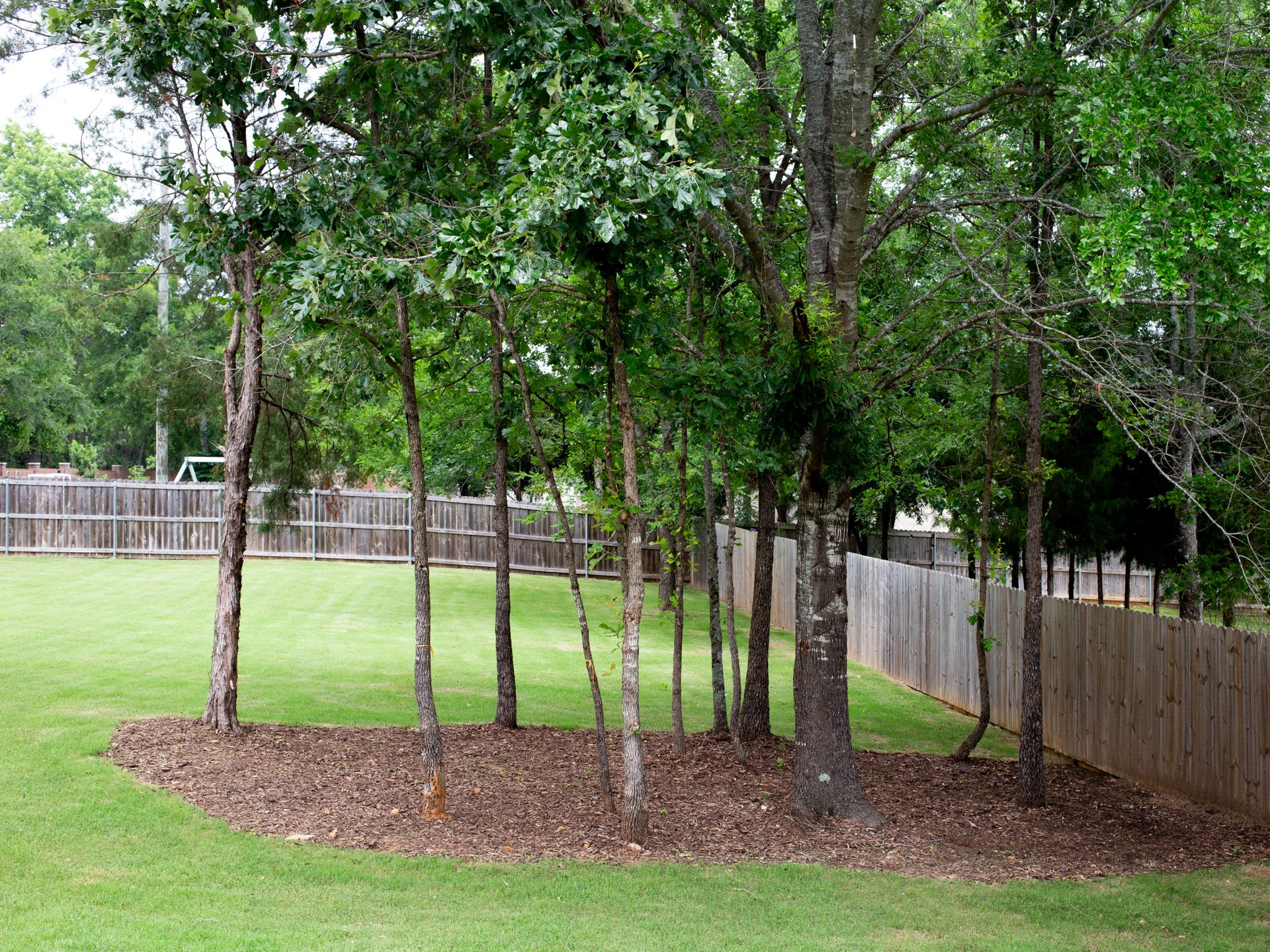 Backyard with mature pines and a wood privacy fence.